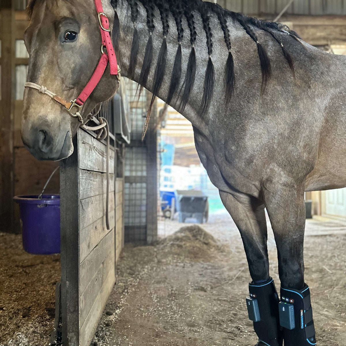 HorseLinkTech therapy boots - AimeeG's horse