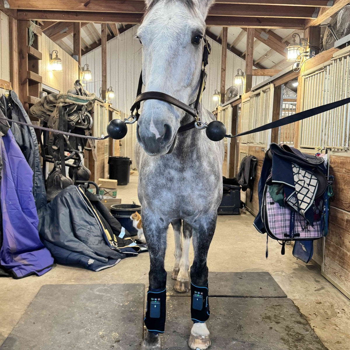 HorseLinkTech therapy boots - Alex Stone LaRue's horse