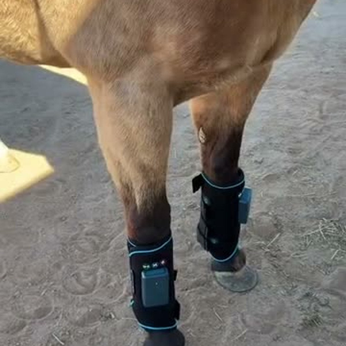 HorseLinkTech therapy boots - Amy Adams's horse