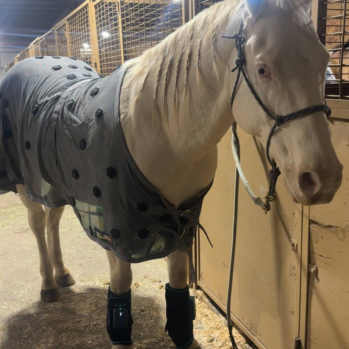 HorseLinkTech therapy boots - Amy Kay15's horse