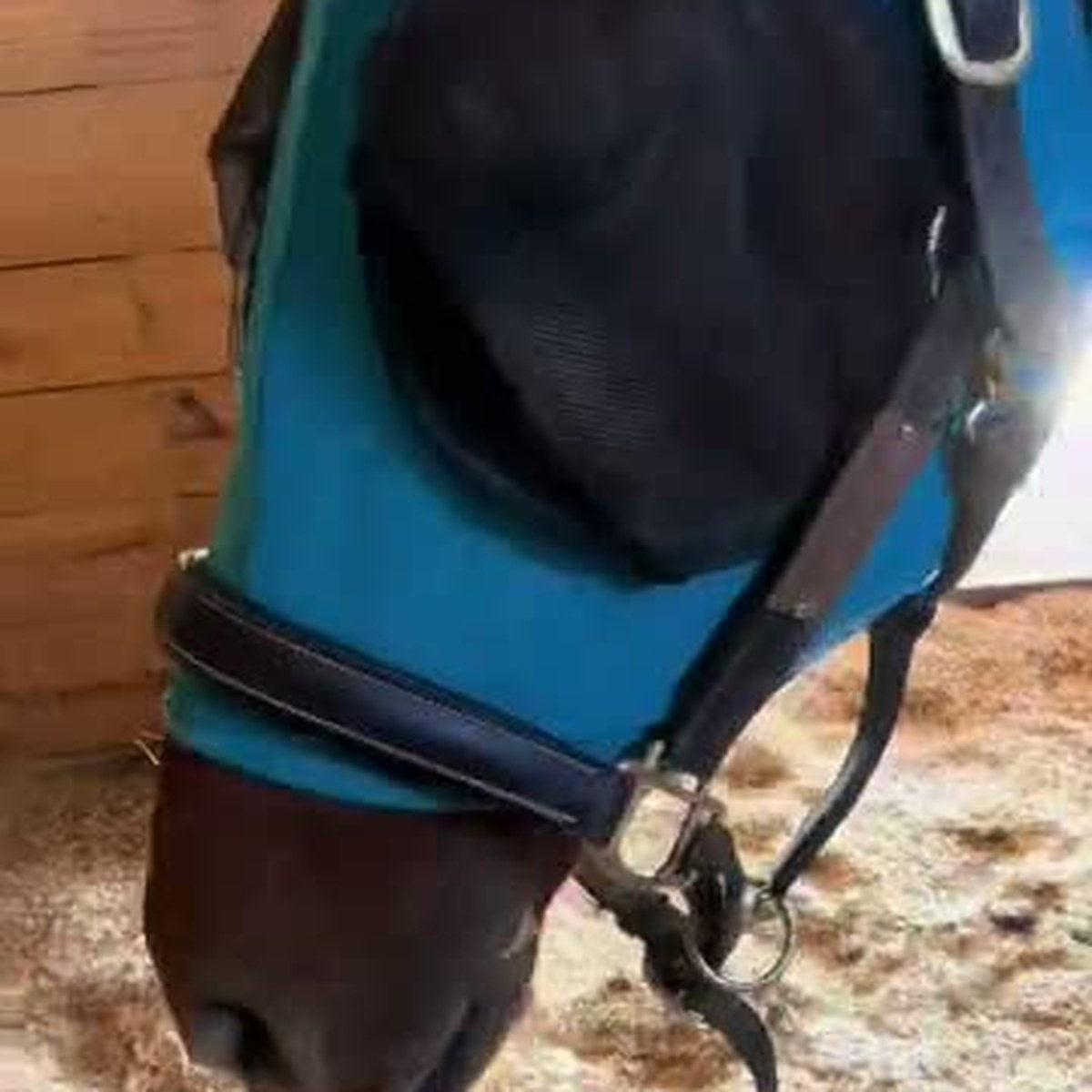 HorseLinkTech therapy boots - Aspen's horse