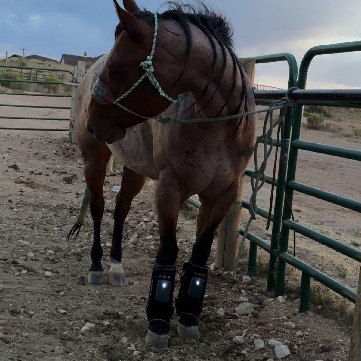 HorseLinkTech therapy boots - Bailey Franson's horse