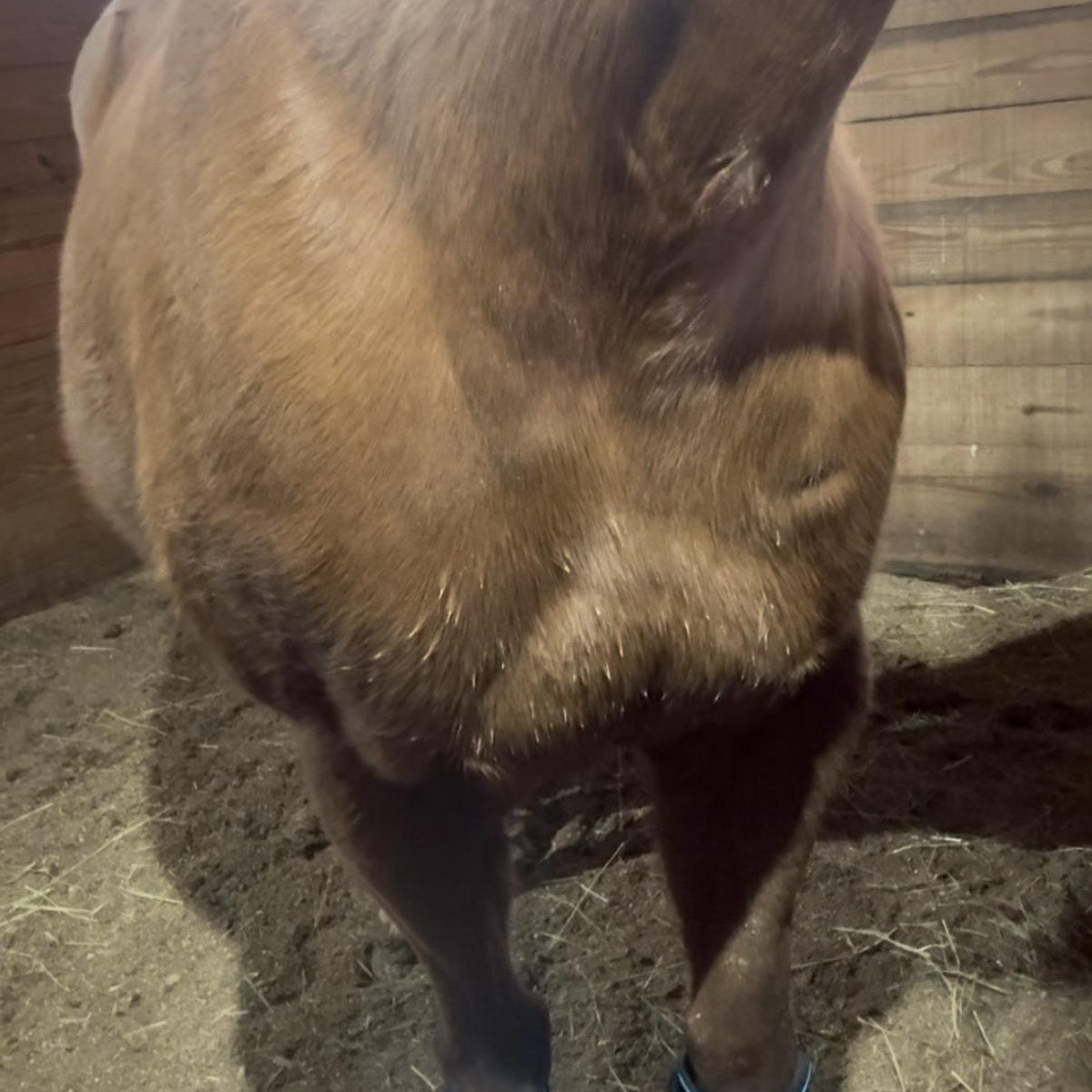 HorseLinkTech therapy boots - Beth | AdultAmmy's horse