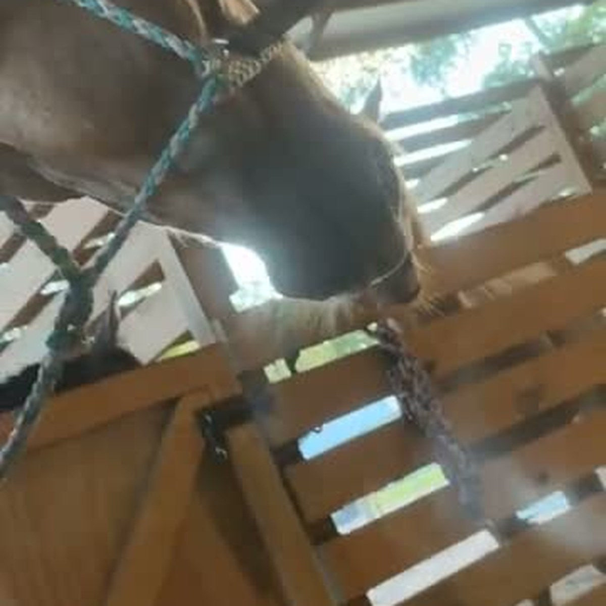 HorseLinkTech therapy boots - Beverly Green's horse