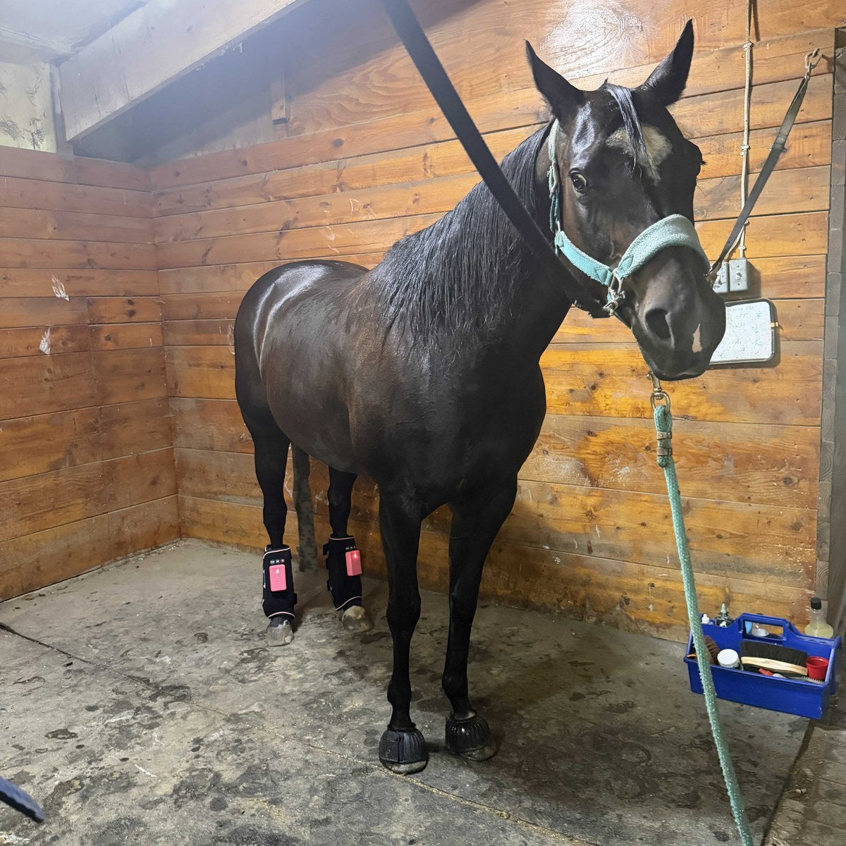 HorseLinkTech therapy boots - Bryan's horse