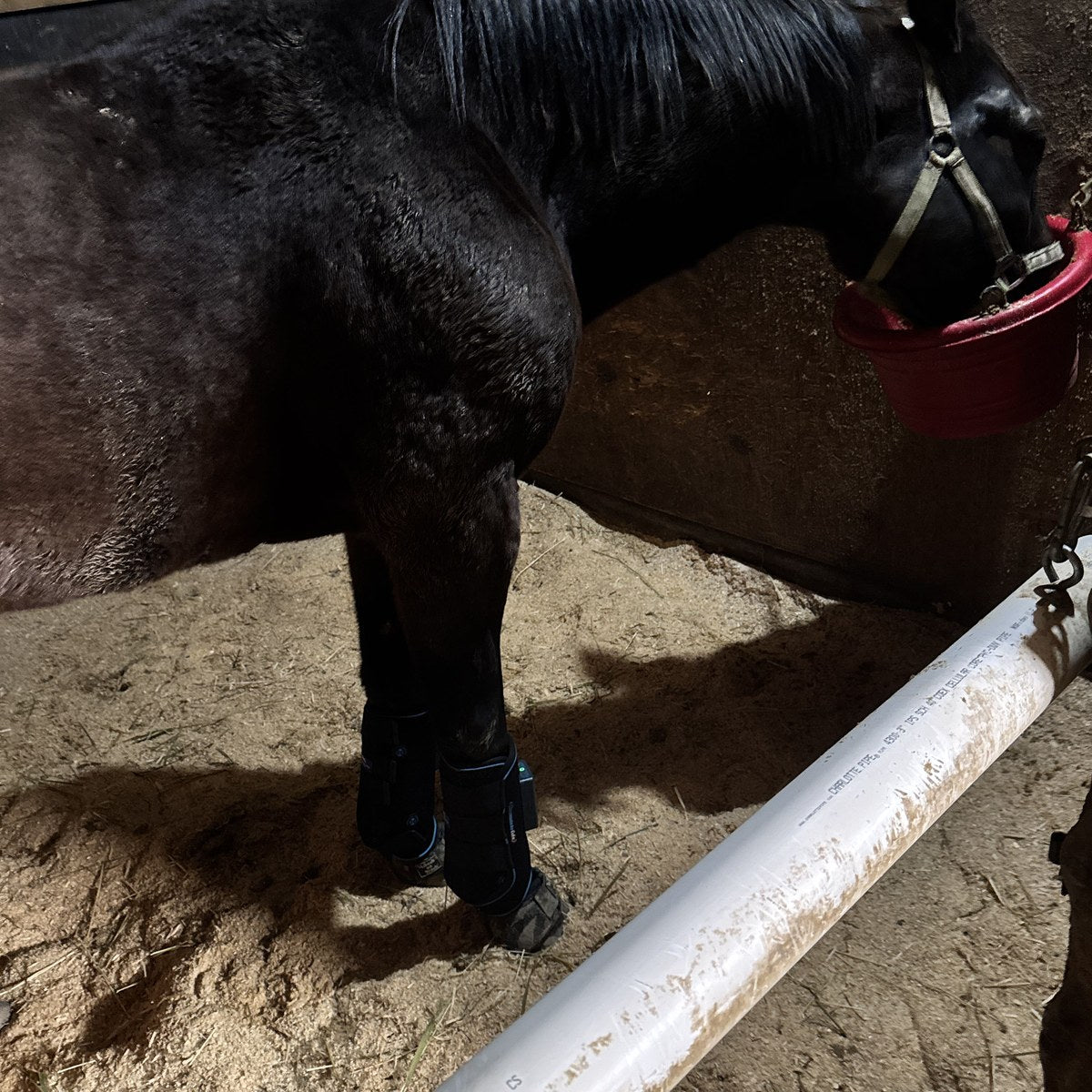 HorseLinkTech therapy boots - Carrole-Anne's horse