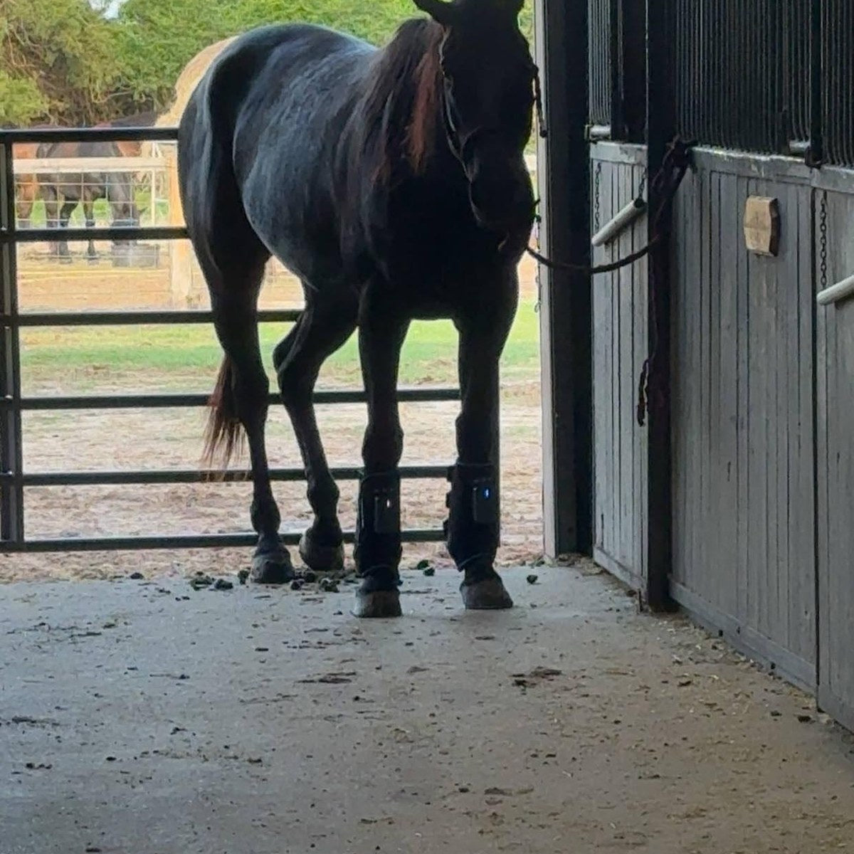 HorseLinkTech therapy boots - Erica Torr's horse