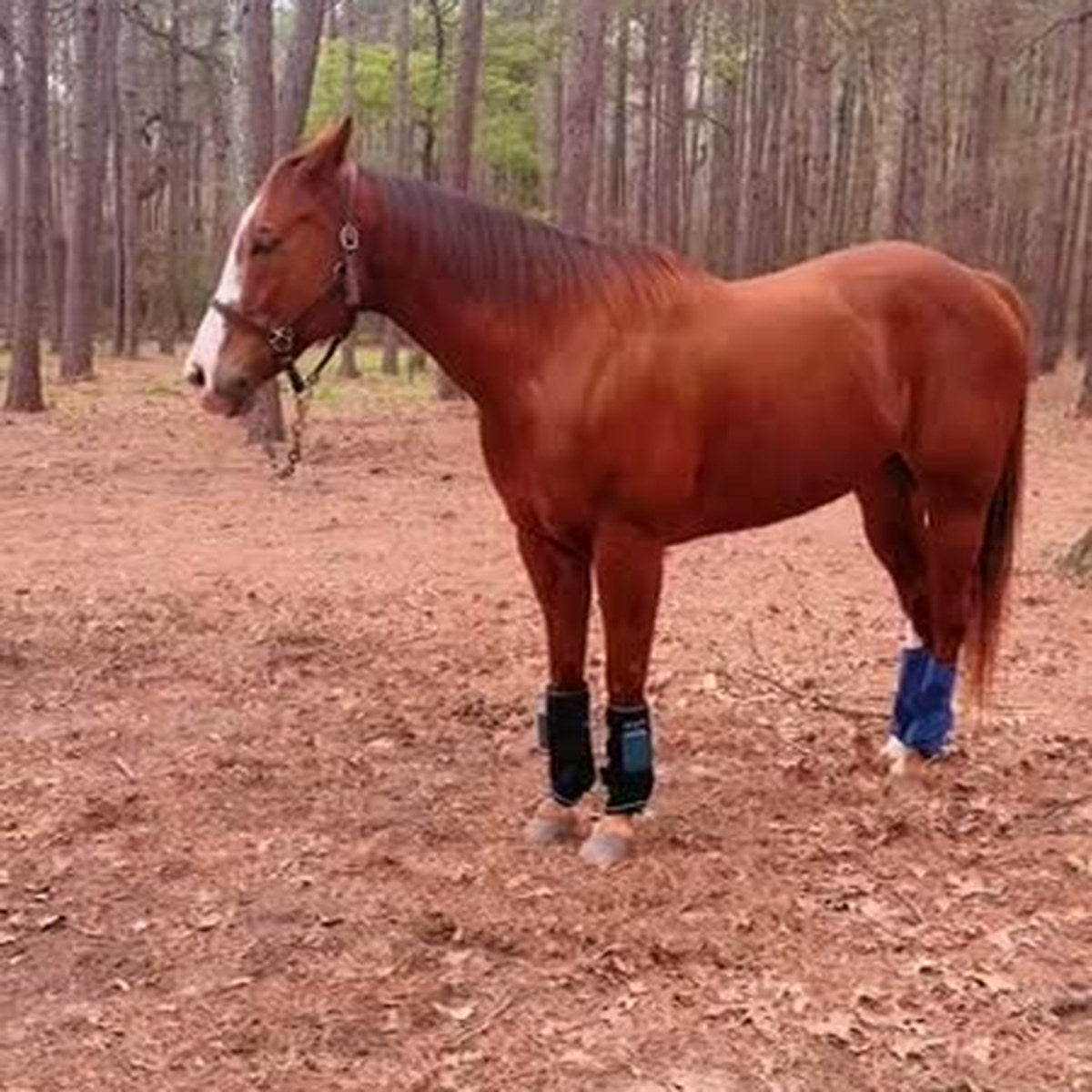 HorseLinkTech therapy boots - GirlBruceCrew's horse
