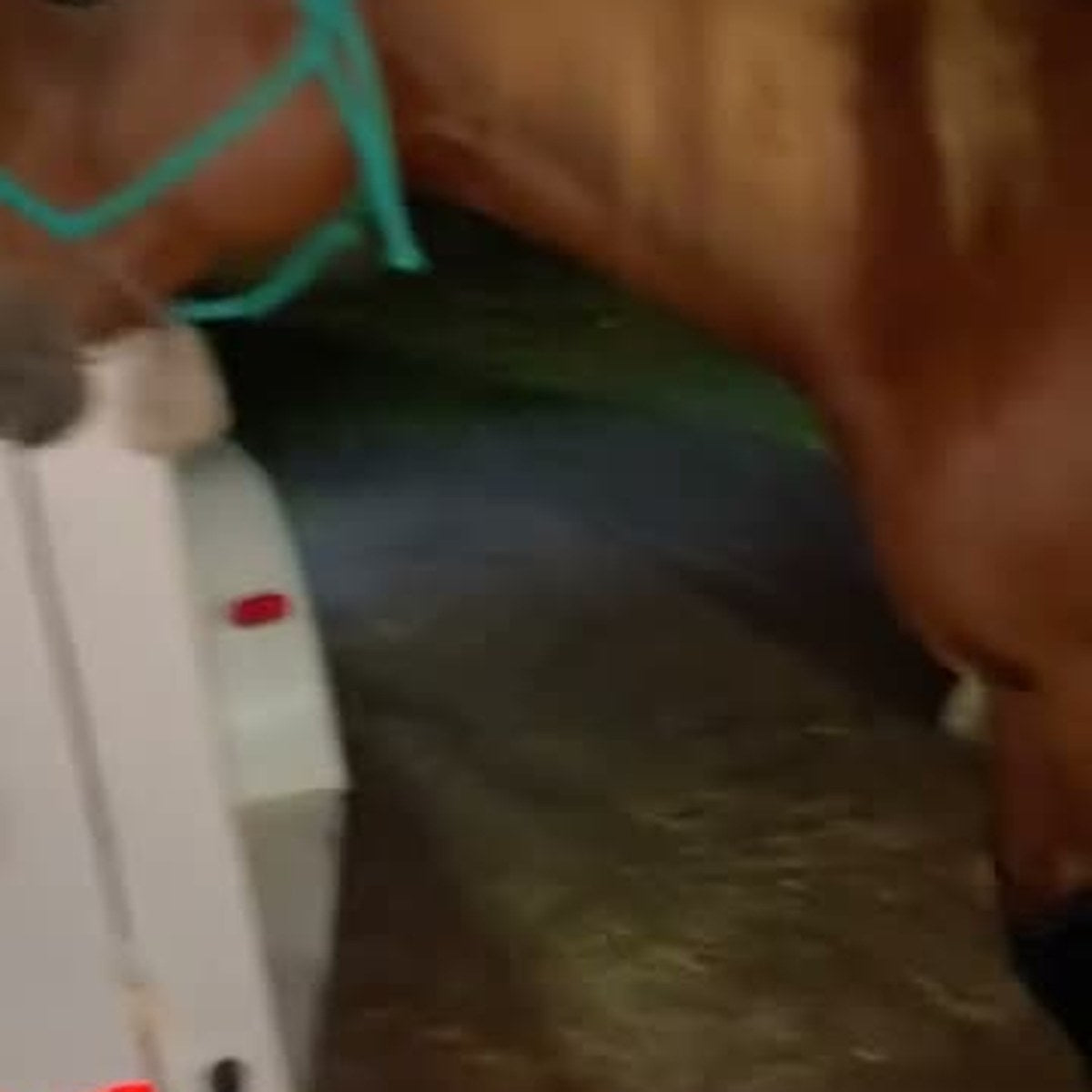 HorseLinkTech therapy boots - Hollywood's horse