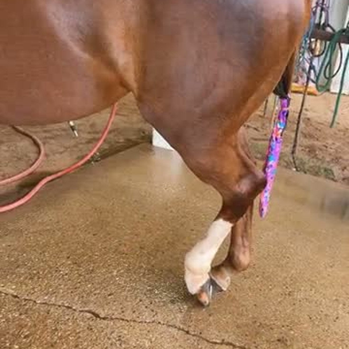 HorseLinkTech therapy boots - Jessica Weiterman-Realtor's horse