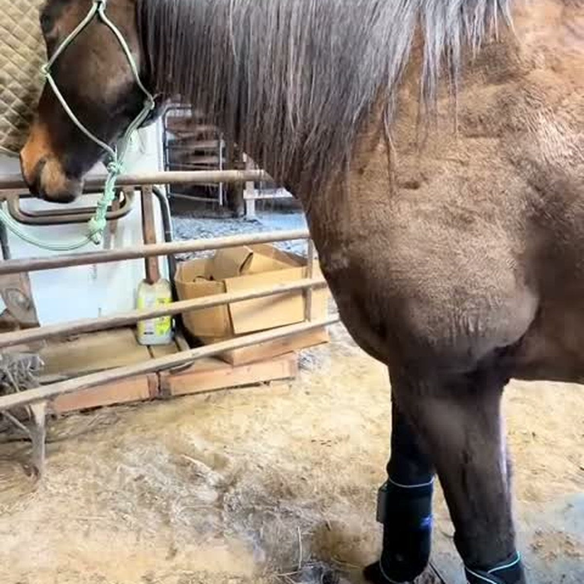 HorseLinkTech therapy boots - Kaitlyn Jo's horse