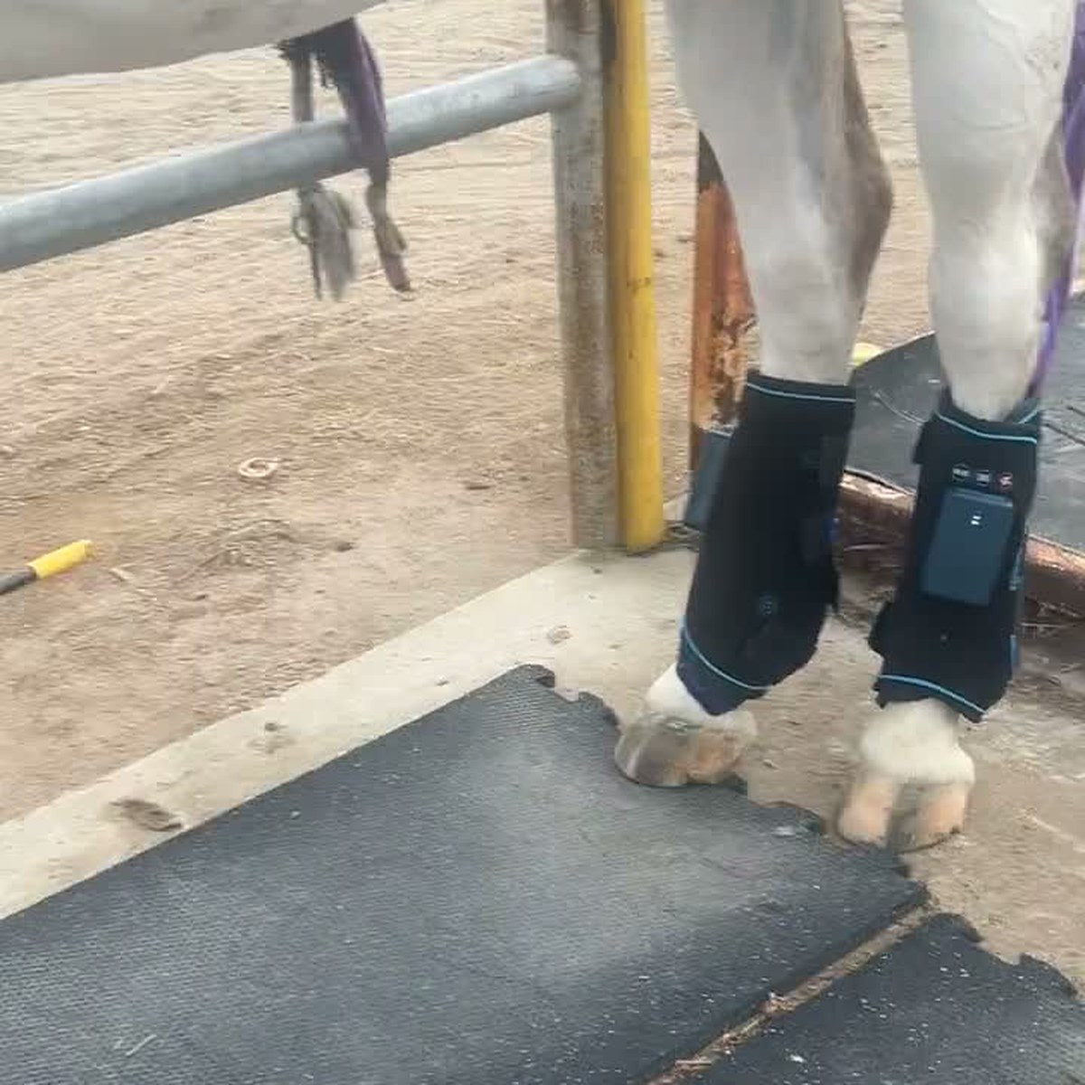 HorseLinkTech therapy boots - Madison Weaver's horse