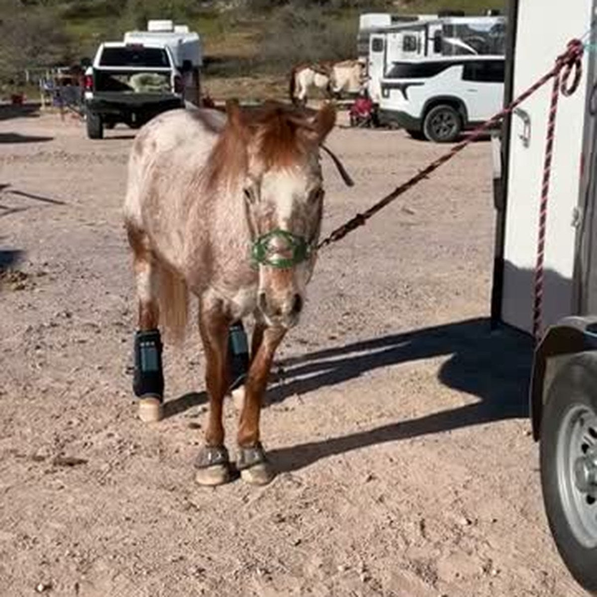 HorseLinkTech therapy boots - Mrs. K (Brenda)'s horse