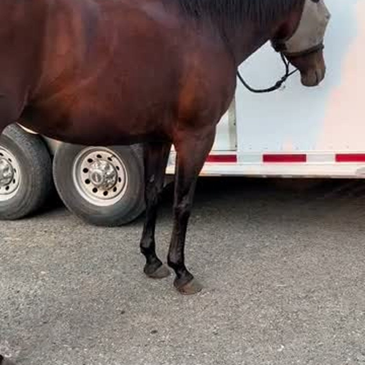 HorseLinkTech therapy boots - Tella's horse