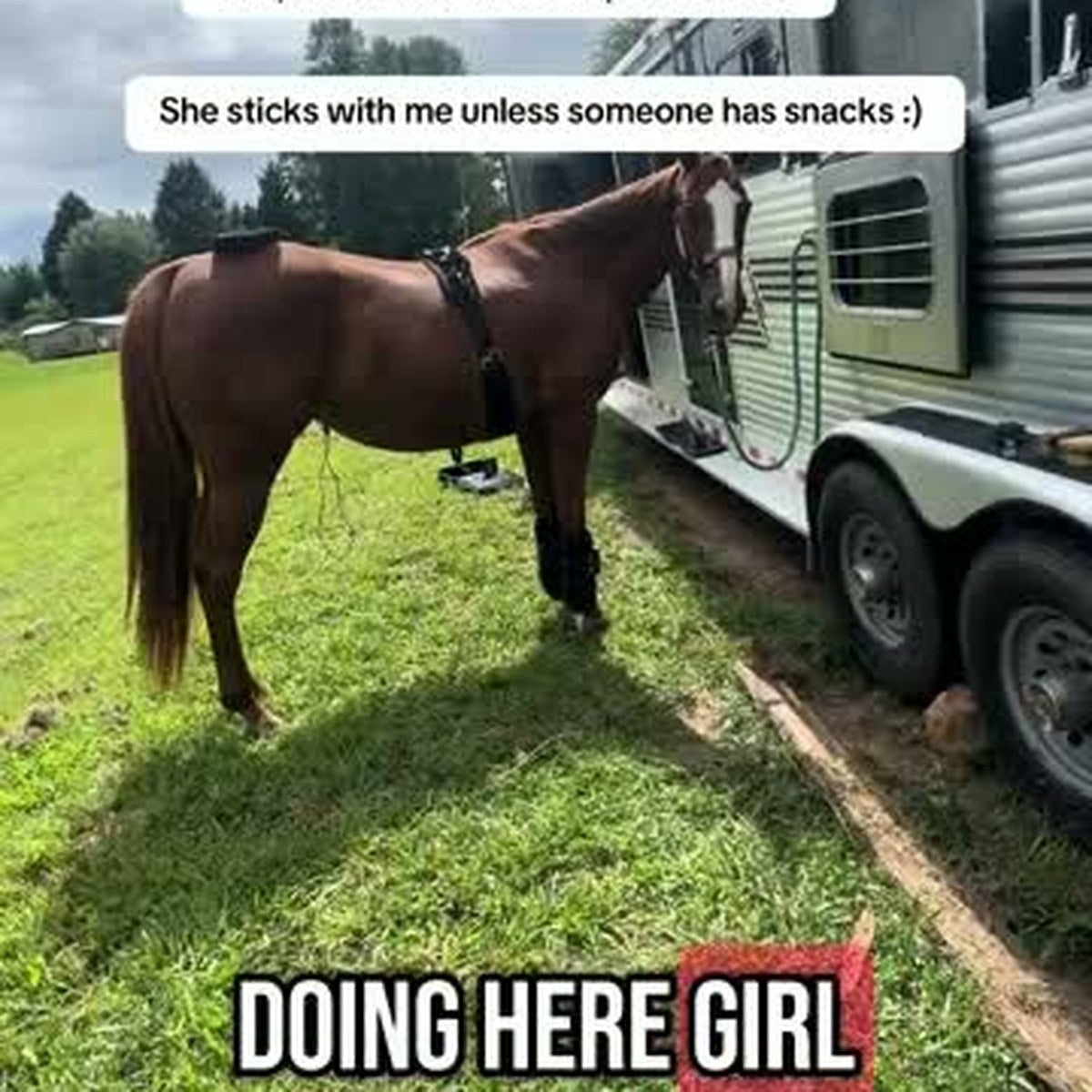 HorseLinkTech therapy boots - tiffanyparker016's horse